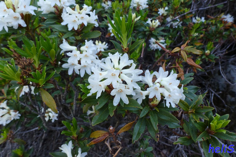 Rododendro bianco